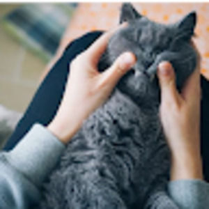 Meet your Posher, Hind